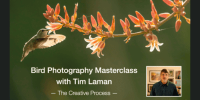 The Creative Process in Bird Photography